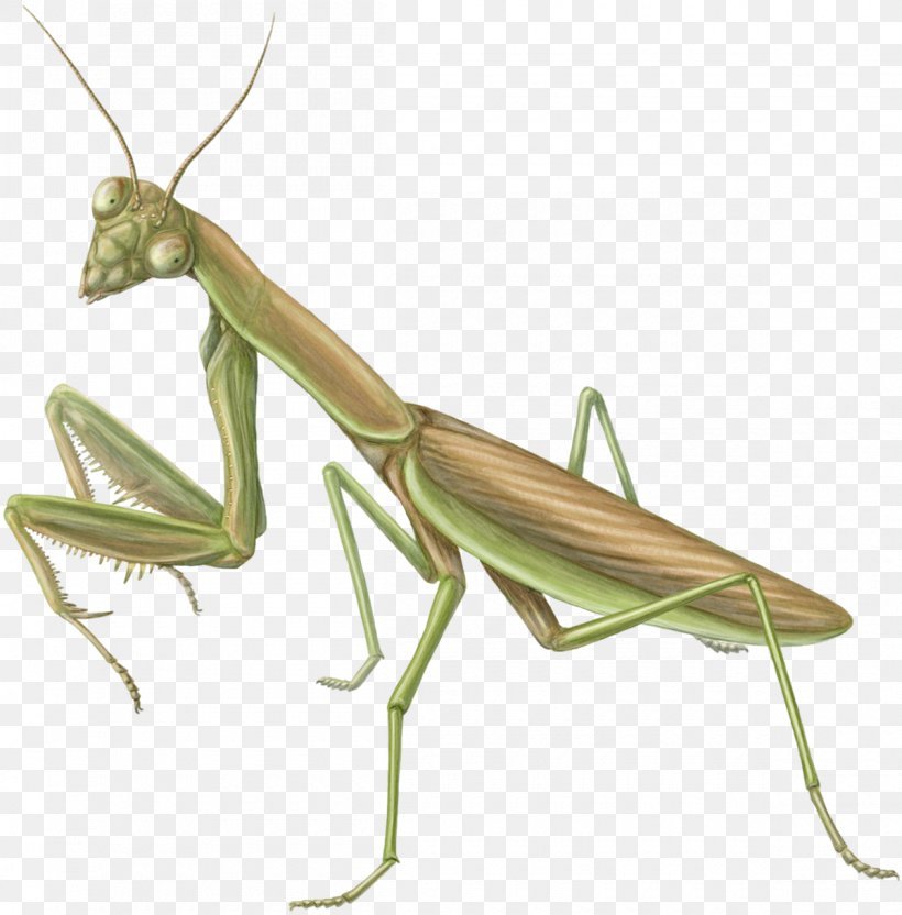 Chinese Background, PNG, 1200x1218px, Mantis, Chinese Mantis, Cricket, Cricketlike Insect, Grasshopper Download Free