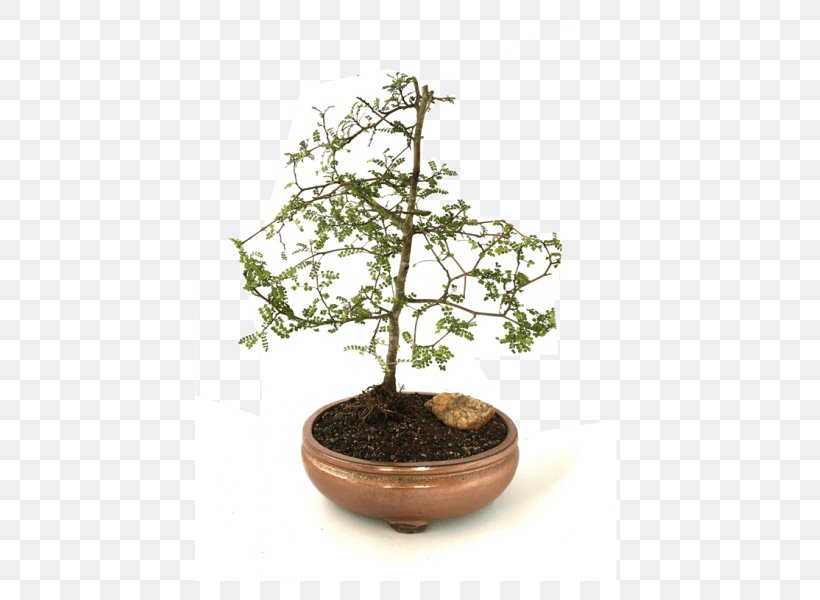 Chinese Sweet Plum Flowerpot Tree Herb Sageretia, PNG, 600x600px, Chinese Sweet Plum, Bonsai, Flowerpot, Herb, Houseplant Download Free