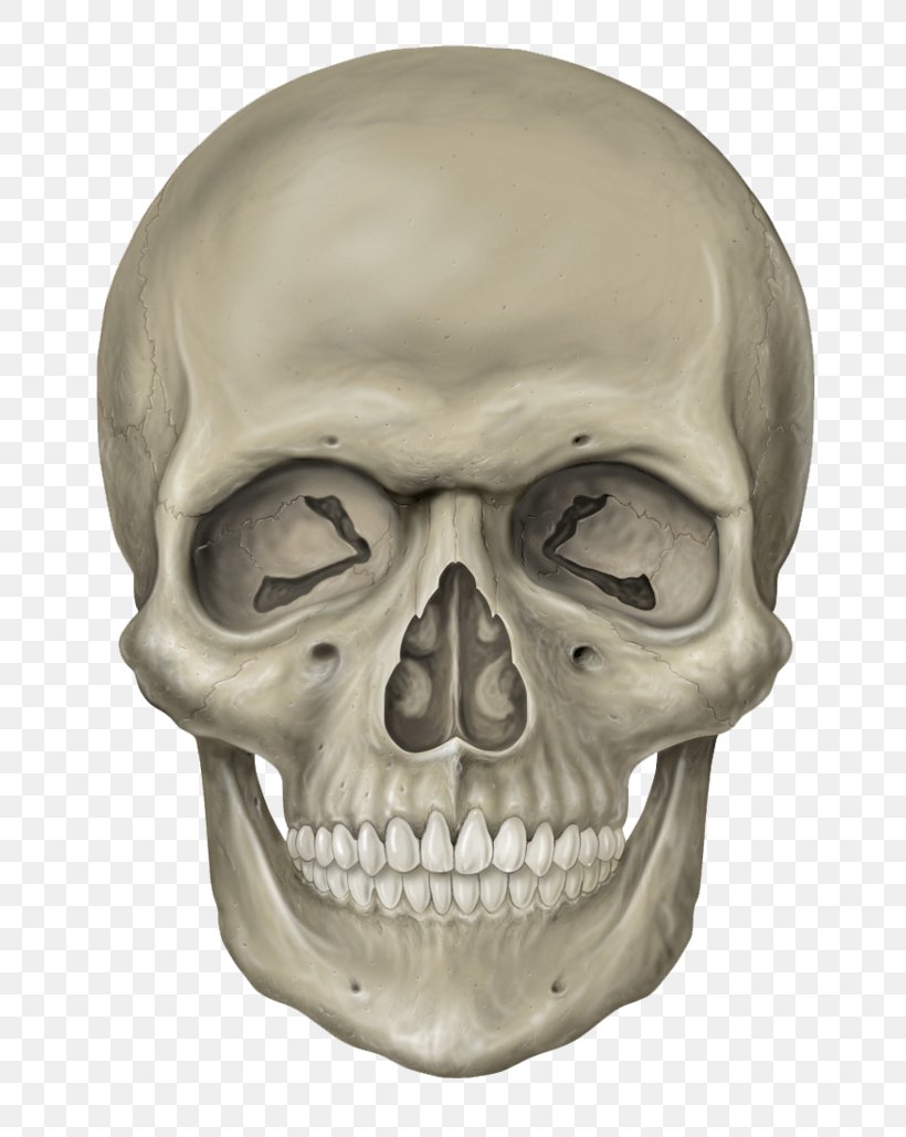 Skull Human Skeleton, PNG, 776x1029px, Skull, Anatomy, Atlas, Axial Skeleton, Bone Download Free