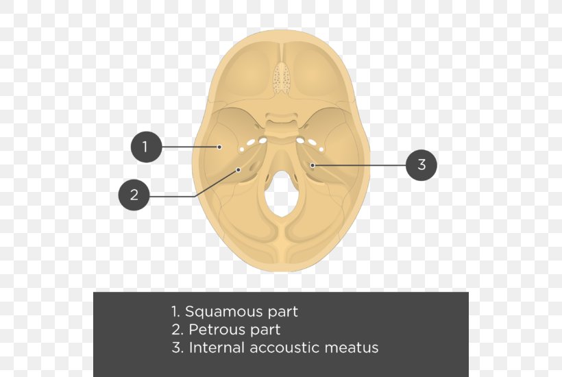 Temporal Bone Anatomy Skull Meatus, PNG, 548x550px, Temporal Bone, Anatomy, Auditory System, Base Of Skull, Bone Download Free