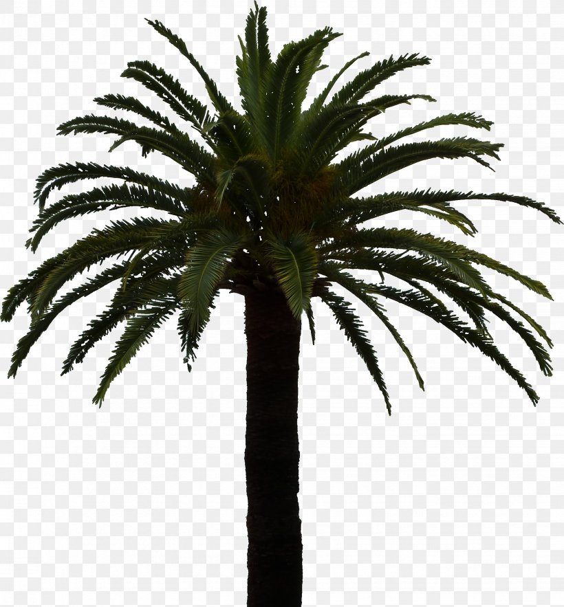 Clipping Path Arecaceae Tree, PNG, 1941x2091px, 2d Computer Graphics, Clipping Path, Arecaceae, Arecales, Attalea Speciosa Download Free