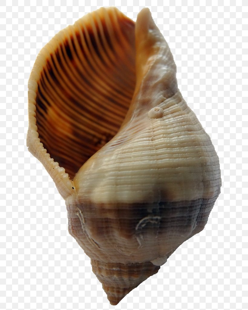 Cockle Escargot Stramonita Haemastoma Conchology Land Snail, PNG, 768x1024px, Cockle, Bolinus Brandaris, Clam, Clams Oysters Mussels And Scallops, Conch Download Free