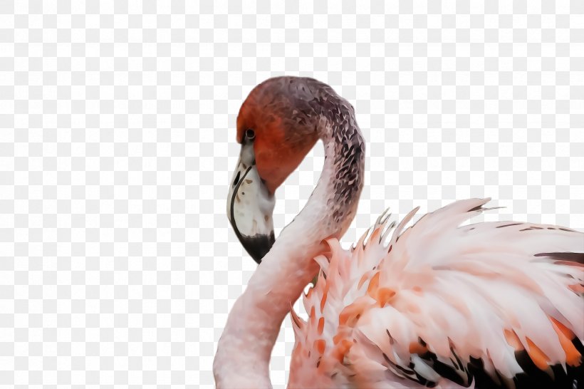 Flamingo, PNG, 2448x1632px, Watercolor, Beak, Bird, Ducks Geese And Swans, Feather Download Free
