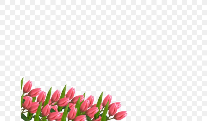 Tulip Floral Design Cut Flowers Pink M Petal, PNG, 655x480px, Tulip, Cut Flowers, Floral Design, Floristry, Flower Download Free