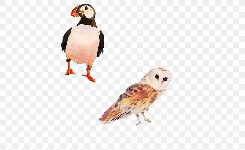 Bird Watercolor Painting Illustrator Illustration, PNG, 502x502px, Bird, Animal, Beak, Bird Of Prey, Cartoon Download Free