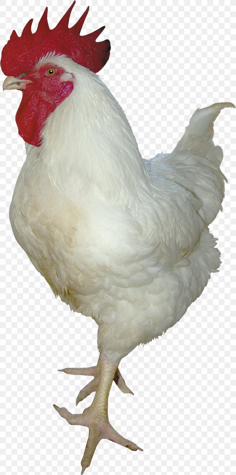 Rooster Chicken Turkey Duck, PNG, 1468x2957px, Rooster, Beak, Bird, Chicken, Chicken Coop Download Free