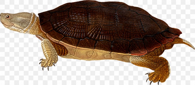 Box Turtles Cuban Slider Animal Silhouettes Clip Art, PNG, 2376x1046px, Box Turtles, Animal Figure, Animal Silhouettes, Box Turtle, Chelydridae Download Free