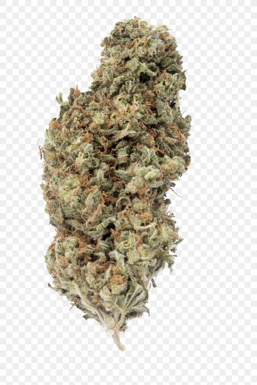 Cannabis Sativa Ssp. Sativa Kush White Widow Seed, PNG, 1200x1800px, Cannabis, Autoflowering Cannabis, Camouflage, Cannabidiol, Cannabis Sativa Download Free