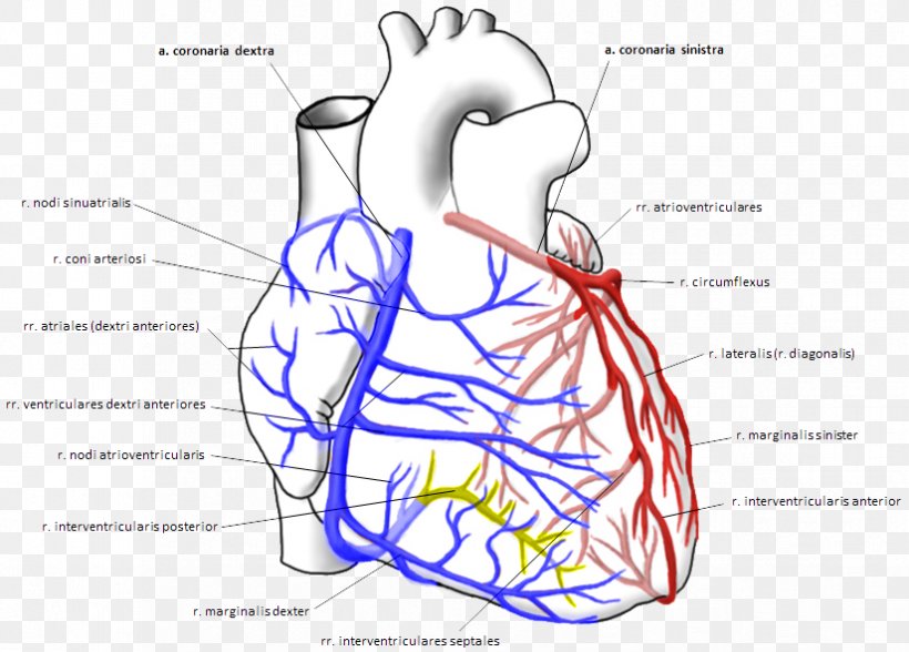 Coronary Arteries Right Coronary Artery Left Coronary Artery Coronary Circulation, PNG, 825x592px, Watercolor, Cartoon, Flower, Frame, Heart Download Free