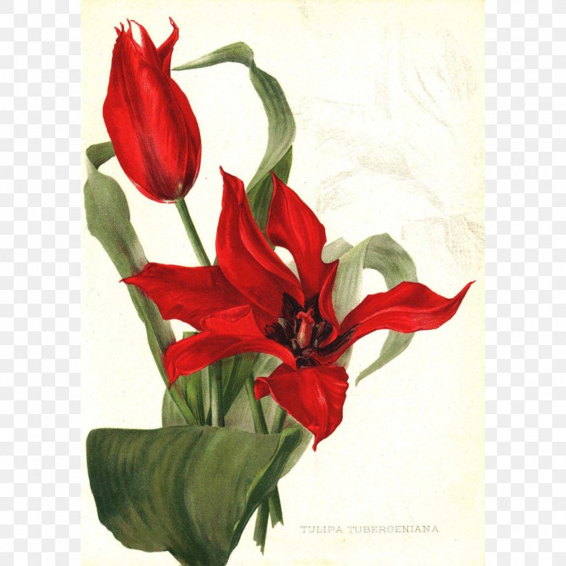 Floral Design Paper Printing Tulipa Tubergeniana Flower, PNG, 1866x1866px, Floral Design, Amaryllis Belladonna, Botanical Illustration, Botany, Cut Flowers Download Free