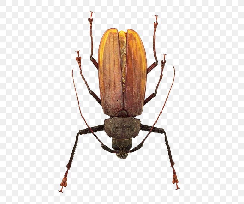 Ladybird, PNG, 500x686px, Beetle, Blister Beetles, Computer Software, Darkling Beetles, Ground Beetle Download Free