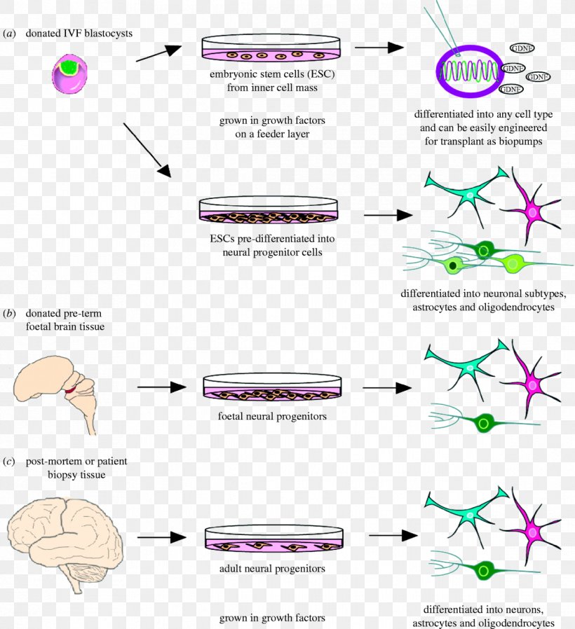 Neurodegeneration Stem Cell Stem-cell Therapy Brain, PNG, 1168x1280px, Watercolor, Cartoon, Flower, Frame, Heart Download Free