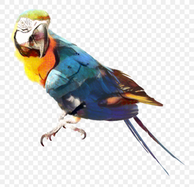 Parrots Of New Guinea Bird Amazon Parrot Clip Art, PNG, 2298x2220px, Parrot, Amazon Parrot, Beak, Bird, Budgie Download Free