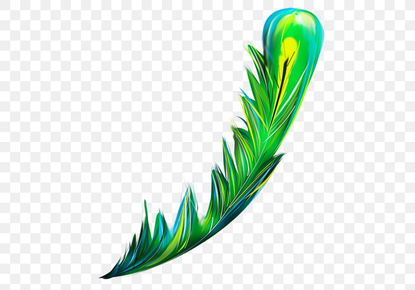 Feather Drawing Clip Art, PNG, 500x572px, Feather, Aquarium Decor, Computer Software, Data, Drawing Download Free