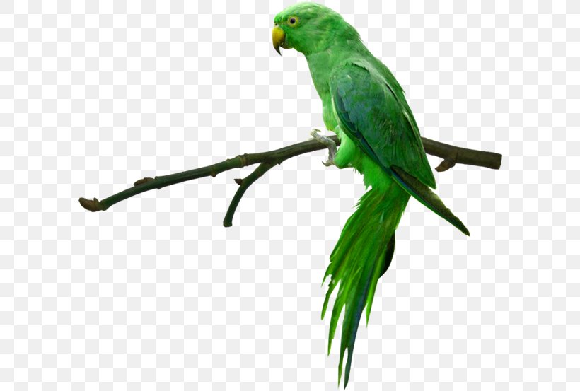 Parrot Desktop Wallpaper Clip Art, PNG, 600x553px, Parrot, Beak, Bird, Bird Supply, Common Pet Parakeet Download Free