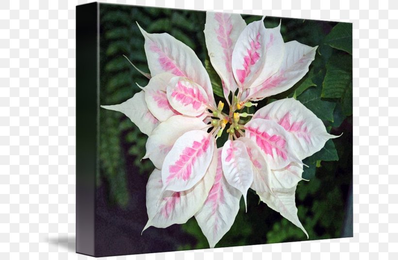 Petal Imagekind Pink Art White, PNG, 650x536px, Petal, Art, Canvas, Flora, Flower Download Free