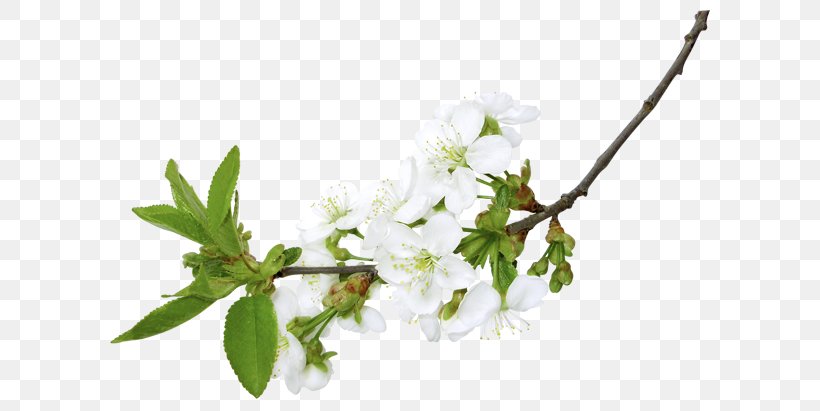 Flower Branch Blossom Clip Art, PNG, 619x411px, Flower, Blossom, Branch, Cherry Blossom, Cut Flowers Download Free
