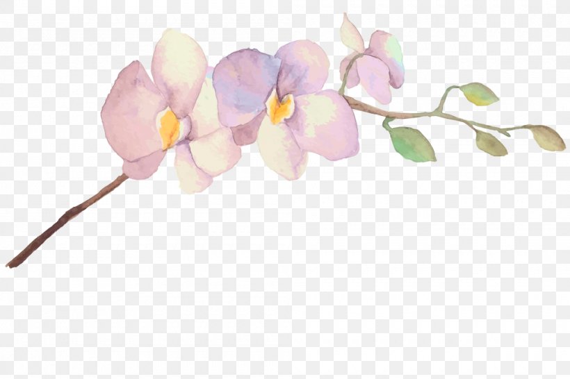 Flower Photography Photographer Orchids Clip Art, PNG, 1000x667px, Flower, Blossom, Branch, Cut Flowers, Flowering Plant Download Free