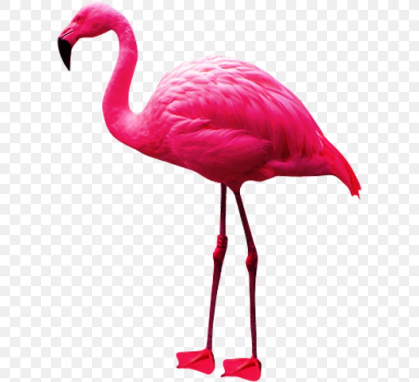 Phoenicopteridae Flamingo Clip Art, PNG, 600x748px, Phoenicopteridae, Beak, Bird, Crane Like Bird, Flamingo Download Free