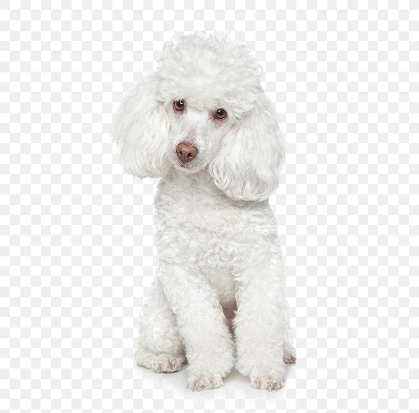 Poodle Maltese Dog Coat Dog Grooming St. Bernard, PNG, 530x807px, Poodle, Barbet, Bichon Frise, Bolognese, Breed Download Free