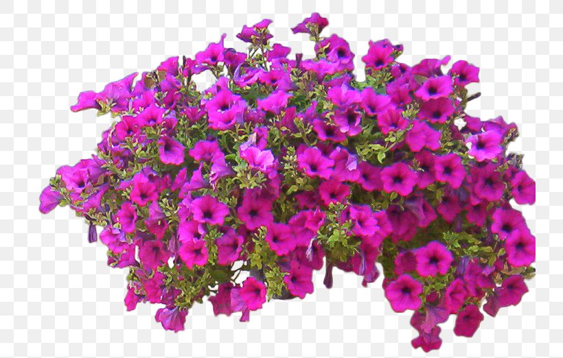 Shrub Flower, PNG, 740x522px, Shrub, Allegro, Annual Plant, Aubretia, Cut Flowers Download Free
