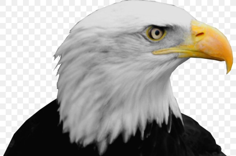 Bald Eagle Steller's Sea Eagle, PNG, 800x543px, Bald Eagle, Accipitriformes, Beak, Bird, Bird Of Prey Download Free