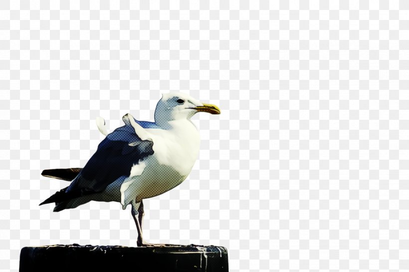 Bird Gull Beak European Herring Gull Great Black-backed Gull, PNG, 1226x816px, Bird, Beak, European Herring Gull, Great Blackbacked Gull, Gull Download Free