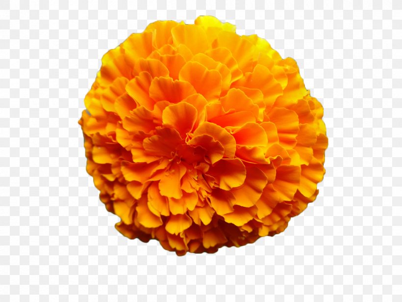 Mexican Marigold Flower Calendula Officinalis Orange, PNG, 1200x900px, Mexican Marigold, Calendula, Calendula Officinalis, Flower, Marigold Download Free