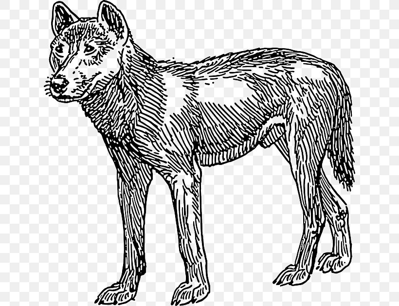 Dingo Dog Clip Art, PNG, 640x629px, Dingo, Animal Figure, Art, Big Cats, Black And White Download Free