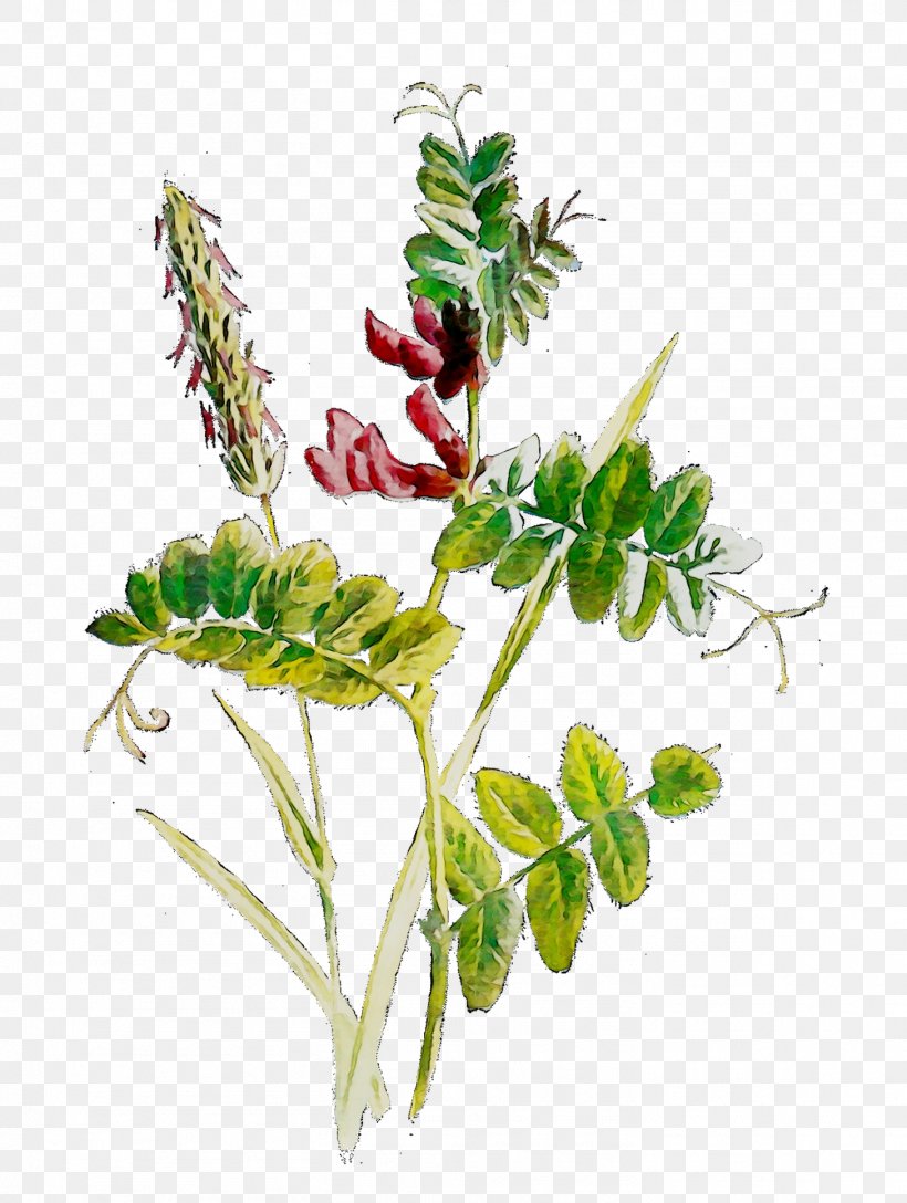 Flowering Plant Plant Stem Leaf Herb, PNG, 1458x1936px, Flowering Plant, Aquarium Decor, Botany, Branch, Branching Download Free