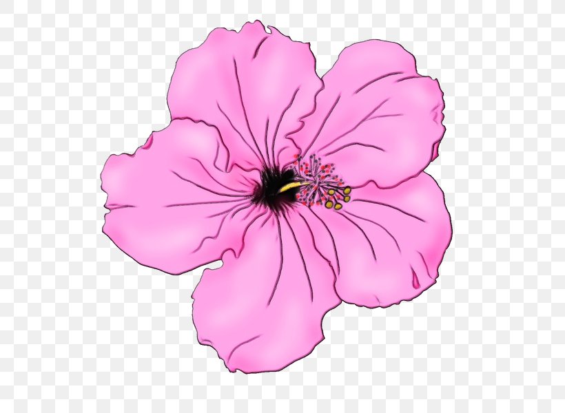 Petunia Mallows Pink Image Clip Art, PNG, 590x600px, Petunia, Blossom, Botany, Drawing, Flower Download Free