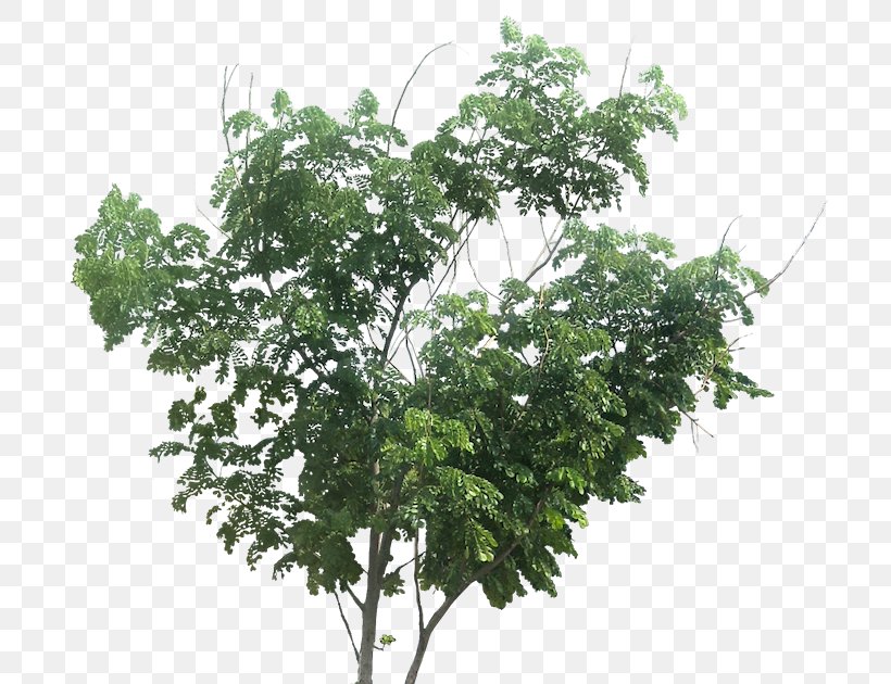 Tree Plant Branch Bigleaf Maple, PNG, 713x630px, Tree, Architecture, Bigleaf Maple, Branch, Cottonwood Download Free