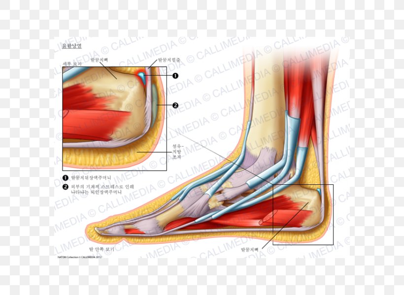 Foot Bursitis Synovial Bursa Elbow Knee, PNG, 600x600px, Watercolor, Cartoon, Flower, Frame, Heart Download Free