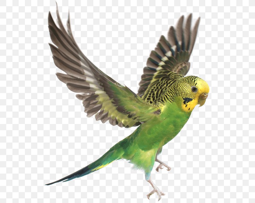 Budgerigar Parrot Lovebird Cockatiel, PNG, 533x655px, Budgerigar, Beak, Bird, Cockatiel, Common Pet Parakeet Download Free