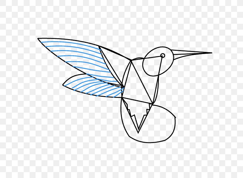 Hummingbirds Of Costa Rica Drawing Line Art Sketch, PNG, 678x600px, Hummingbird, Area, Art, Artwork, Bird Download Free