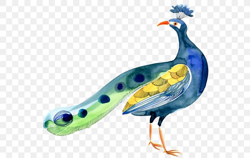 Bird Peafowl, PNG, 564x518px, Bird, Asiatic Peafowl, Beak, Coreldraw, Drawing Download Free