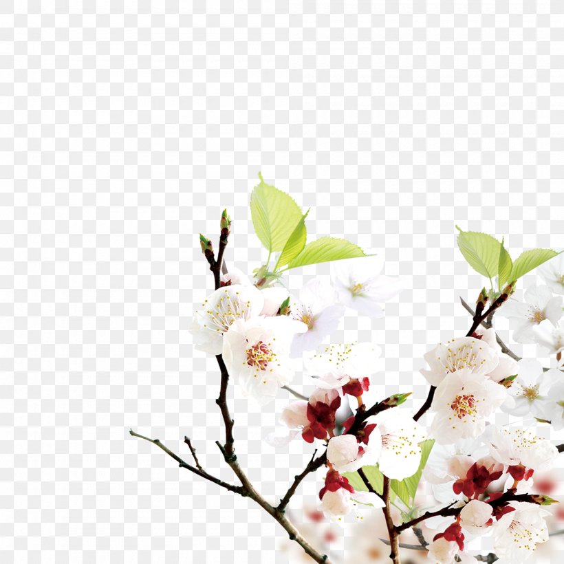 Poster Desktop Wallpaper Download, PNG, 2000x2000px, Poster, Apricot, Blossom, Branch, Cherry Blossom Download Free