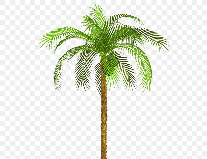 Asian Palmyra Palm Babassu Plant Stem Arecaceae, PNG, 535x632px, Asian Palmyra Palm, Areca Nut, Areca Palm, Arecaceae, Arecales Download Free