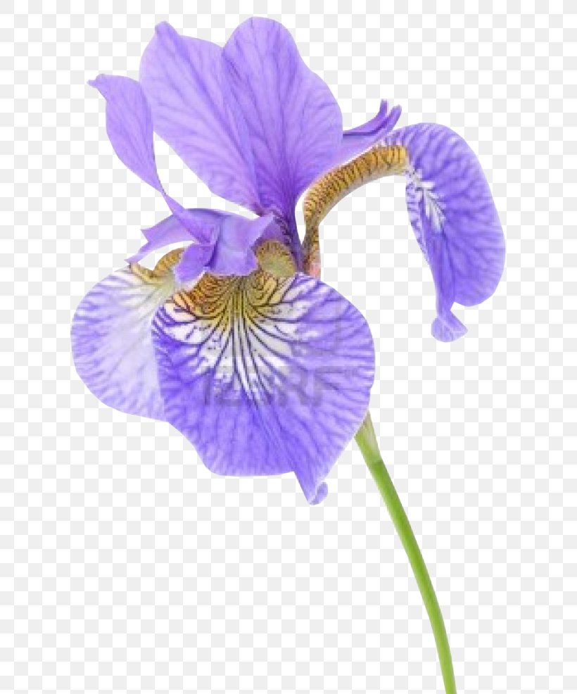 Iris Versicolor Iris Flower Data Set Stock Photography Iris Sibirica, PNG, 650x986px, Iris Versicolor, Blue, Flower, Flowering Plant, Green Download Free
