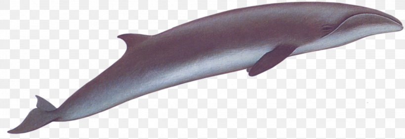 Porpoise Right Whales Tucuxi Common Bottlenose Dolphin Cetacea, PNG, 2059x709px, Porpoise, Animal, Animal Figure, Balaenidae, Bowhead Whale Download Free