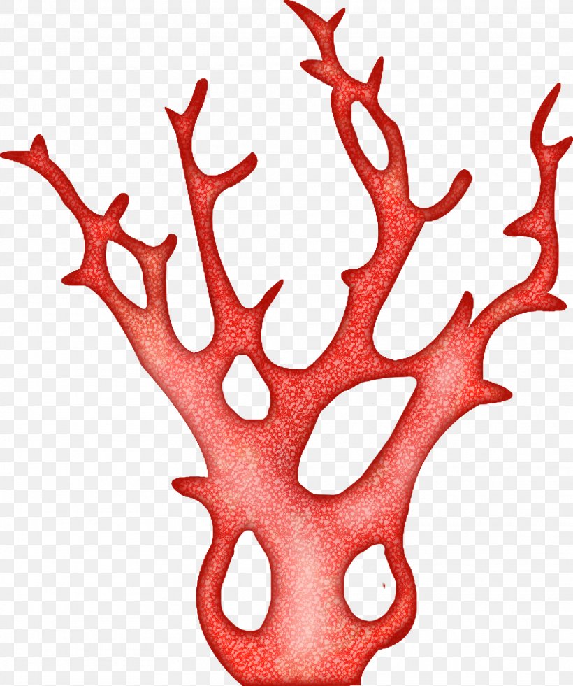 Red Algae Sea Clip Art, PNG, 1922x2300px, Algae, Antler, Coral, Coral Reef, Do It Yourself Download Free