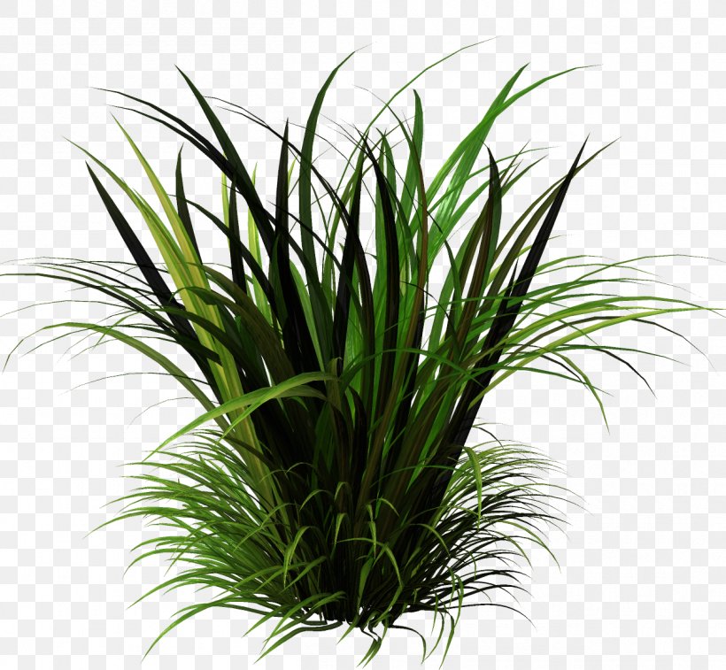 Sweet Grass Herbaceous Plant Lawn Vetiver, PNG, 1255x1160px, Sweet Grass, Aquarium Decor, Arecaceae, Chrysopogon Zizanioides, Flora Download Free