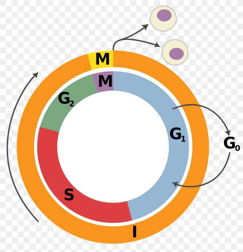 Cell Cycle Interphase Cell Division Mitosis, PNG, 869x900px, Cell Cycle, Area, Biology, Cell, Cell Cycle Checkpoint Download Free