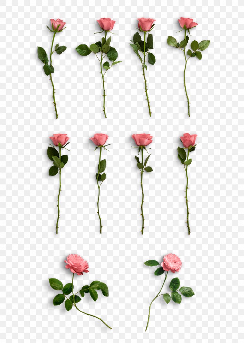 Rose Graphic Design Graphics Pink, PNG, 960x1350px, Rose, Artificial Flower, Cut Flowers, Flora, Floral Design Download Free