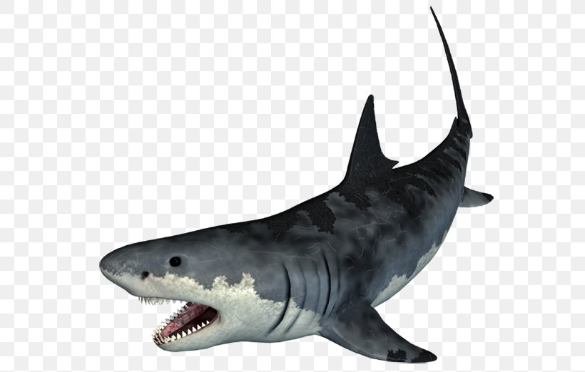 Tiger Shark Adobe Photoshop Cartilaginous Fishes, PNG, 696x522px, Shark, Carcharhiniformes, Cartilaginous Fish, Cartilaginous Fishes, Fauna Download Free