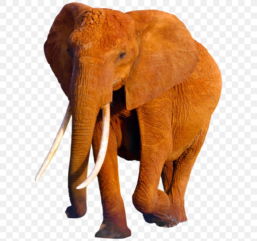 African Elephant World Elephant Day Poaching Indian Elephant, PNG, 768x768px, African Elephant, Animal, Asian Elephant, Elephant, Elephant In The Room Download Free