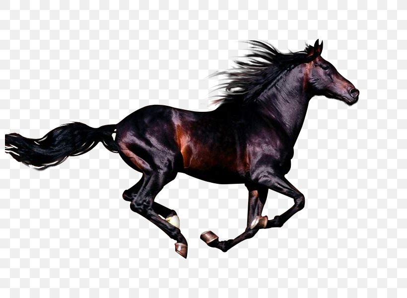 Arabian Horse Andalusian Horse Azteca Horse Stallion Rocky Mountain Horse, PNG, 800x600px, Arabian Horse, Andalusian Horse, Animal Figure, Azteca Horse, Black Download Free