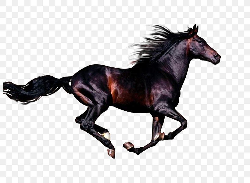 Arabian Horse Andalusian Horse Azteca Horse Stallion Rocky Mountain Horse Png 800x600px Arabian Horse Andalusian Horse