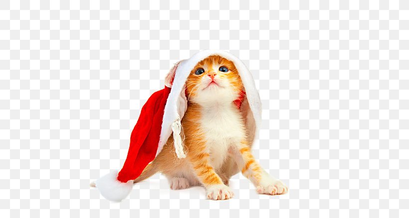 Cat Puppy Kitten Santa Claus Dog, PNG, 600x438px, Cat, Animal, Beak, Bird Of Prey, Cats And The Internet Download Free
