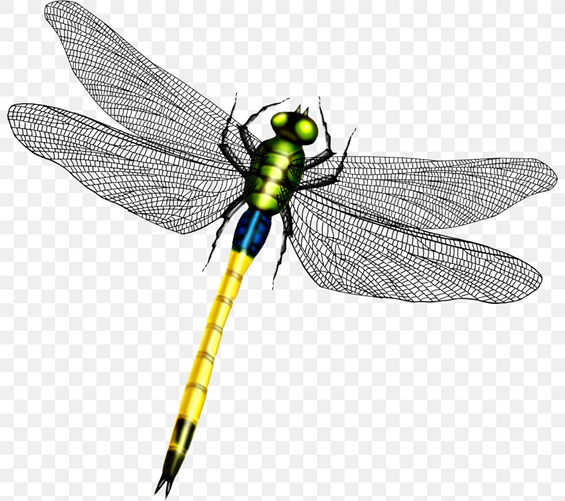 Dragonfly Wing Icon, PNG, 800x727px, Dragonfly, Animal, Arthropod ...